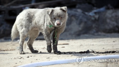 속초 산불 속, 목줄에 메여 다리 그슬린 강아지 사진 화제