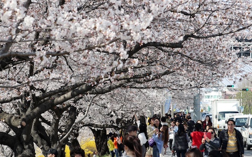 ‘전국이 분홍빛으로’…벚꽃축제 오늘 일제히 개막