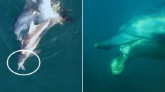 “제주 앞바다에서 ‘암’ 걸린 돌고래가 발견됐다”