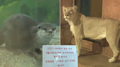 코로나로 문 닫은 대구 동물원에서 수달이 죽고 사자가 말라가고 있다 (영상)