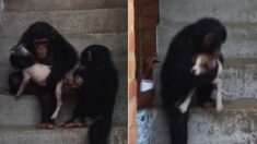 아픈 강아지 다칠까 품에 꼭 끌어안고 조심스럽게 계단 내려가는 아기 침팬지