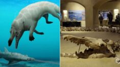 이집트 사막에서 4300만년 전 ‘네 발’ 달린 고래 화석이 발견됐다