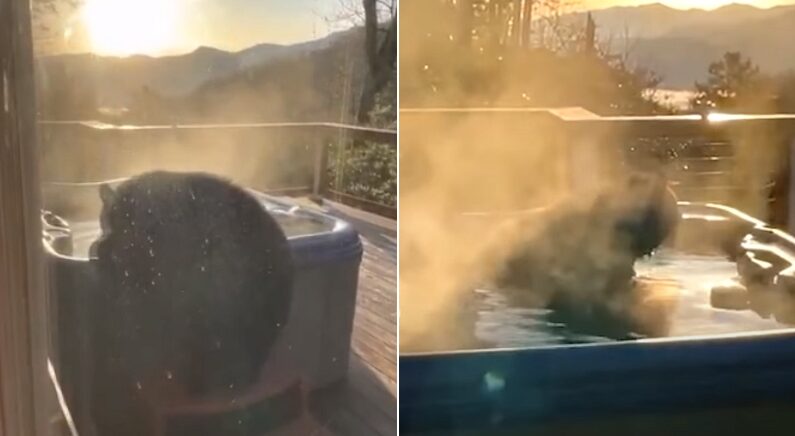 야외 욕조에 뜨끈한 물 받아놨더니 갑자기 나타나 ‘반신욕’ 즐기는 흑곰 (영상)