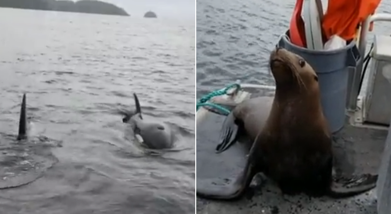 범고래 공격 피해 살려달라며 배에 올라탄 바다사자 내쫓은 어부 (영상)