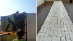 ‘배달 사고’ 나서 한국에 온 아보카도 컨테이너 열자 와르르 쏟아져 나온 마약