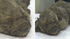 생후 2개월 때 죽은 ‘18000살’ 아기 강아지가 발견됐다