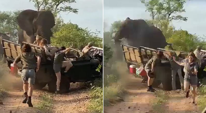 짝짓기 방해받자 달려와서 사파리 차 ‘박살’낸 수컷 코끼리 (영상)
