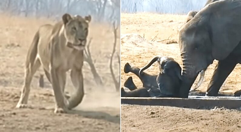 물에 빠진 새끼 코끼리가 사자에게 둘러싸이자 어미의 반응 (영상)