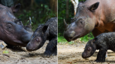 8차례 유산 끝에 마침내 멸종위기 ‘수마트라코뿔소’ 새끼 탄생했다
