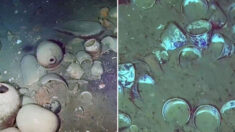 “당연히 우리 것” 약탈한 보물 싣고가다 침몰한 ’21조 범선’ 소유권 분쟁