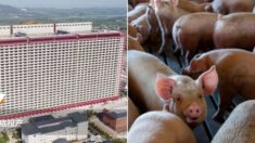 중국이 고기 생산량 늘리려고 만든 26층짜리 ‘거대 돼지 사육 빌딩’