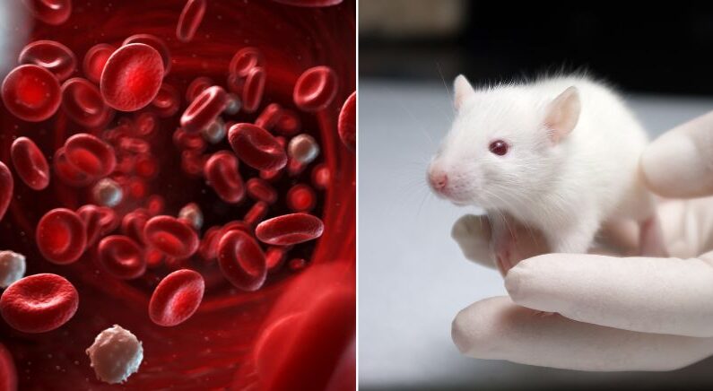 ‘늙은 피를 수혈하니 진짜로 늙었다’ 한국서 나온 과학계 들썩이게 만든 연구결과