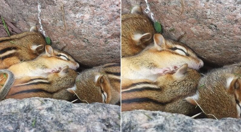 “날 좋아 등산하러 갔다가 바위틈에서 단체로 자고 있는 다람쥐 가족 만났습니다”