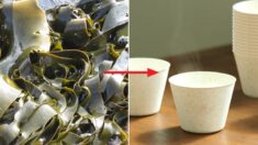 “해외에서 더 주목한다” 세계 최초 ‘미역’으로 ‘완전히 썩는 컵’ 만든 우리나라 회사