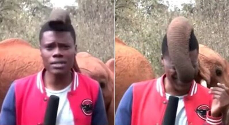 방송 중 난입한 장꾸 코끼리의 뜨거운 애정행각에 ‘현웃’ 터진 케냐 기자