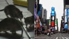 “쥐가 세상에서 제일 싫다면…” 뉴욕서 채용 중인 ‘연봉 2억’ 직업의 정체