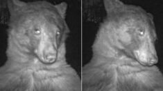 “오늘따라 사진발 좀 받네” 미국 보호구역 카메라에 셀카 400장 남긴 곰