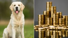 “개 찾아주면 17억” 약속해놓고, 88만원 준 男… 결국 법원행